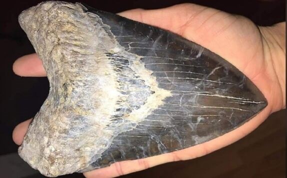 美国情侣探险意外发现罕见巨齿鲨牙齿化石:来自260万年前 能卖2万元