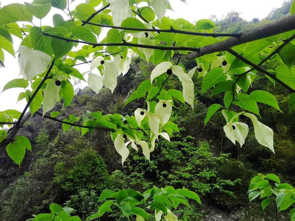 就在武汉!等待30年,中国鸽子树第一次开花,曾赠予台湾省17棵