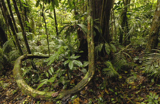 亚马逊雨林有多危险?盘点5个可怕动物,也许超乎你的