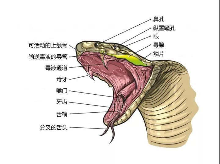 首先,毒蛇基本上不会出现咬到自己舌头的情况.