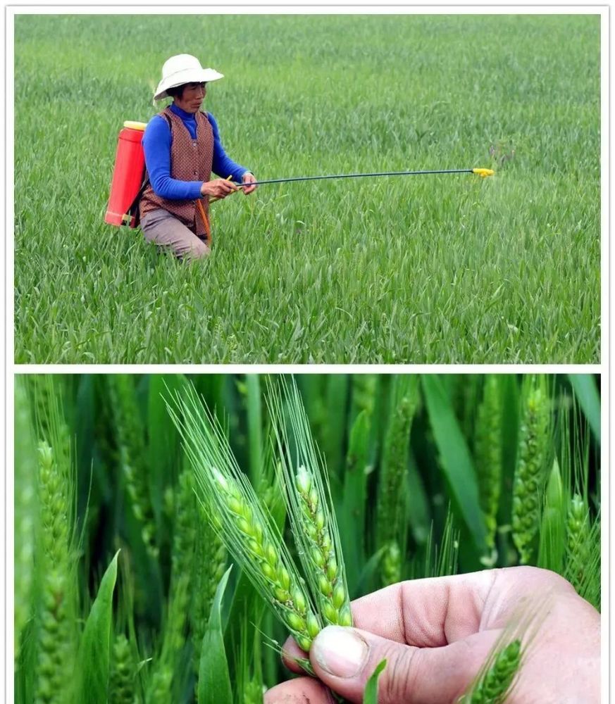 小麦一喷三防落后了,现在流行一喷多防!喷的啥?防什么