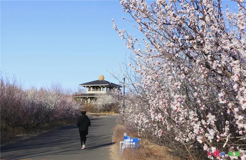 内蒙古扎鲁特旗百万亩山杏花陆续绽放 春日山花沁人心脾