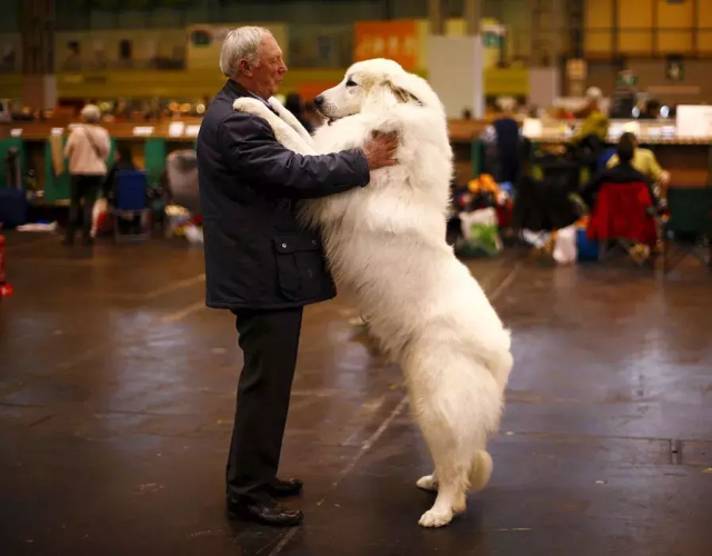 这个狗长得和白熊一样大,所以叫大白熊犬