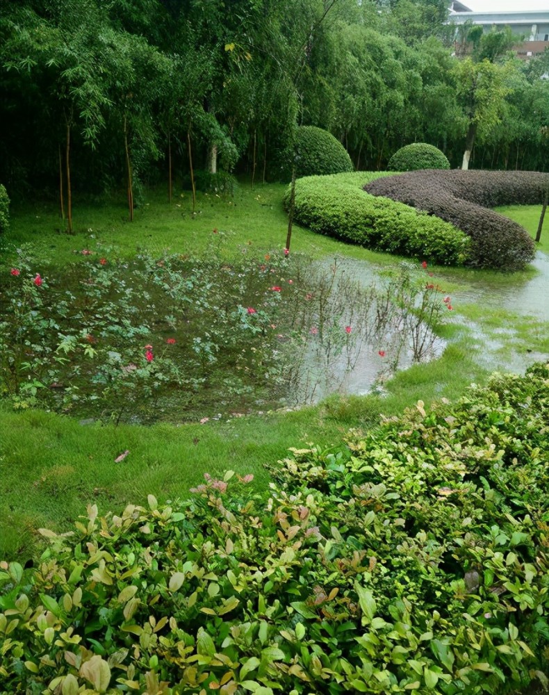 重庆高校因"湖内鱼太大"开展捕鱼,同学:以前发大水草地能捡鱼