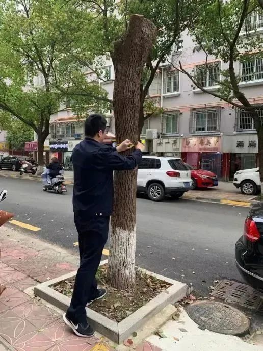 启东市区某小区香樟树被"剃光头",竟是物业所为