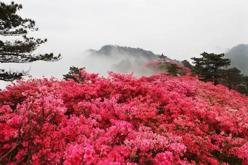 第20届河南汝阳杜鹃花节暨炎黄文化节!开幕式倒计时9天!