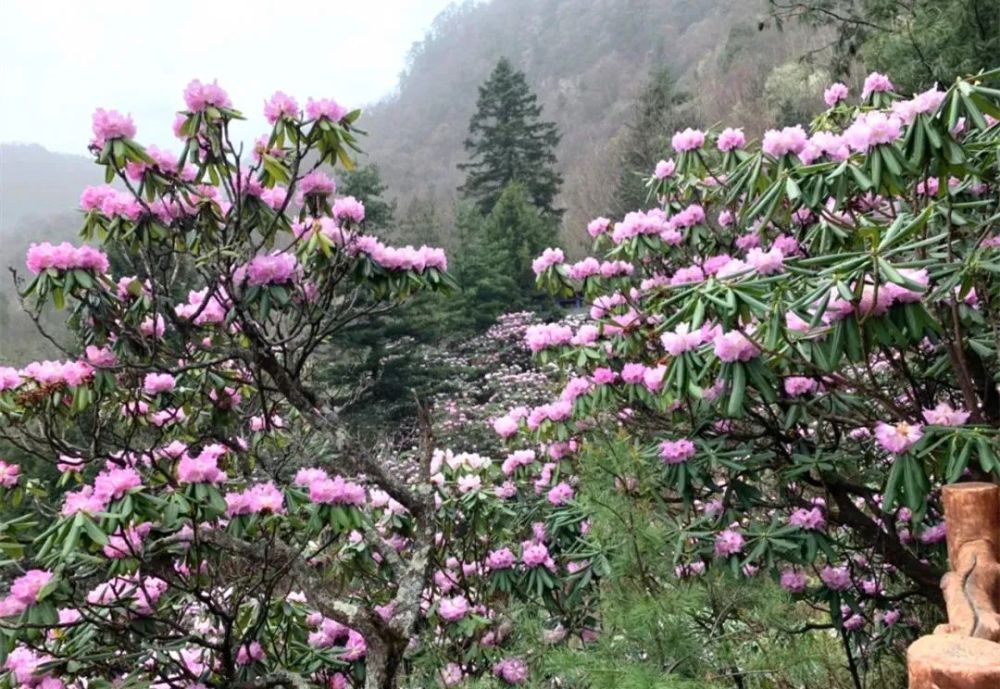 惊艳秦岭深处居然藏着一处千山盛放的杜鹃花海