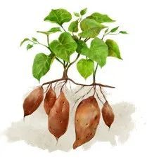 红薯叶又叫地瓜叶,是红薯生长过程中茎上的叶子.