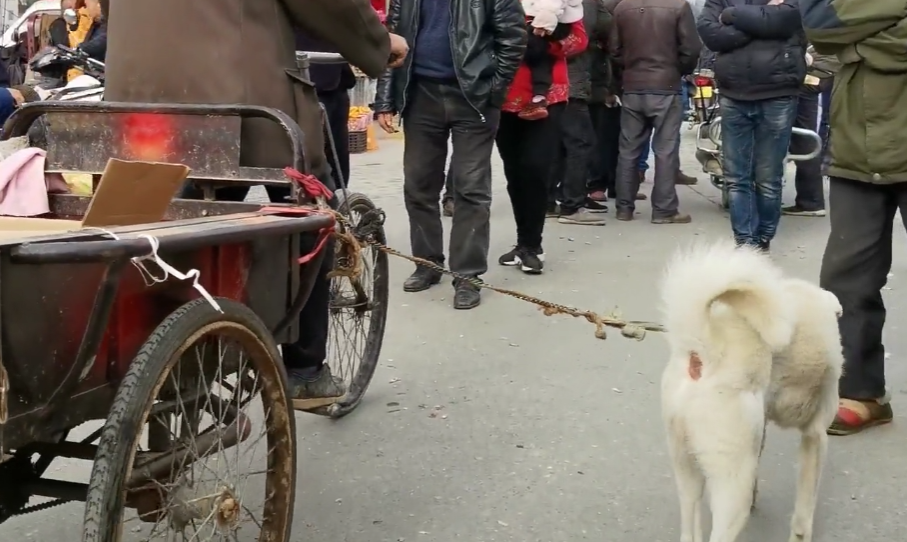 陕西:狗狗拉三轮车,天天陪着大爷捡垃圾,爱狗大爷始终不舍卖掉狗