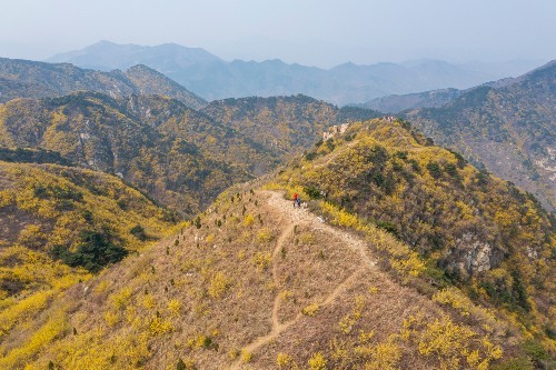 济南梯子山,一个户外徒步胜地,漫山遍野开满金黄的连翘花