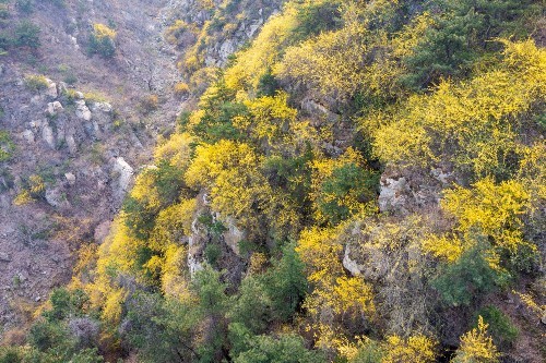 济南梯子山,一个户外徒步胜地,漫山遍野开满金黄的连翘花