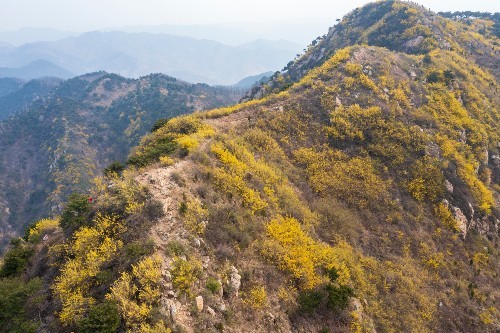 济南梯子山,一个户外徒步胜地,漫山遍野开满金黄的连翘花
