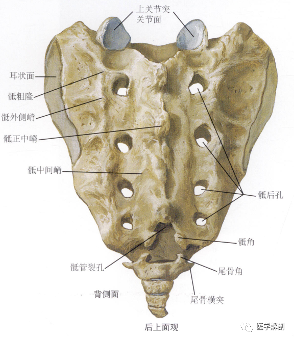 填图题骶骨解剖后上面观