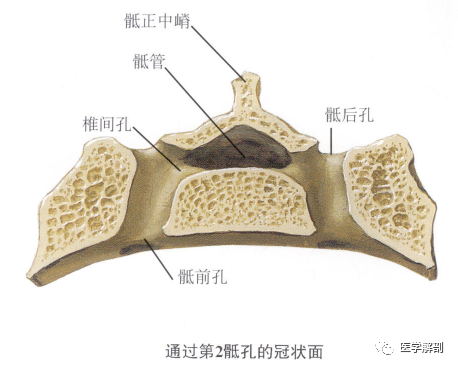 填图题|骶骨解剖(后上面观)