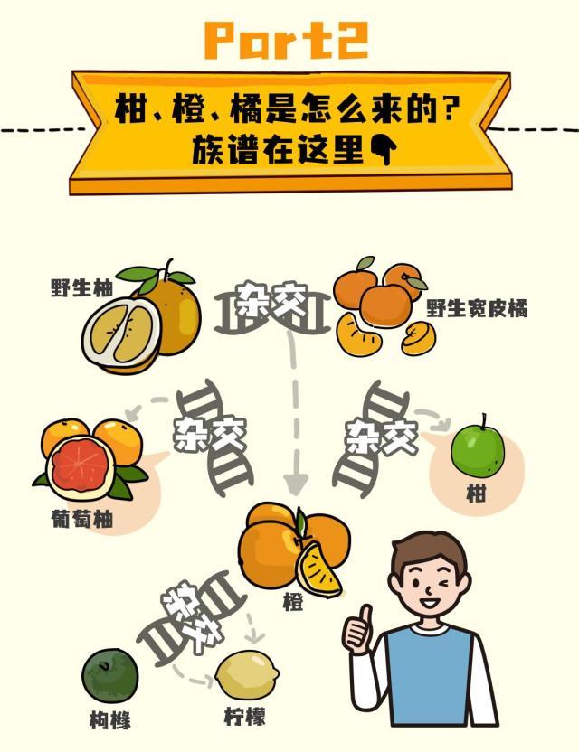 十几种柑橘傻傻分不清?一张图让你看得清楚吃得明白!