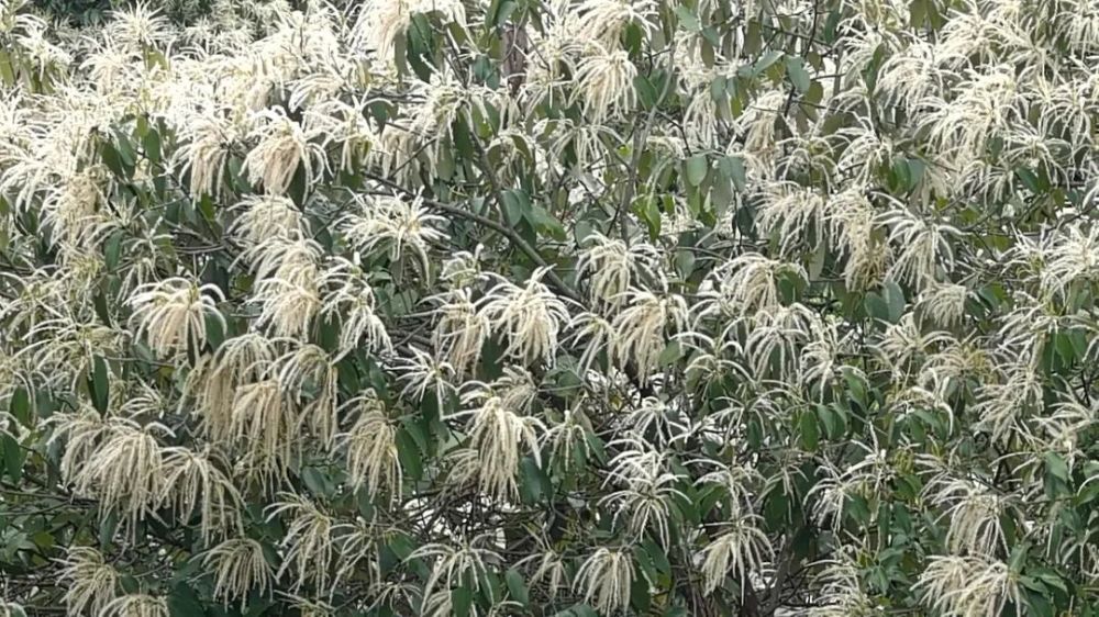 震撼万亩锥树齐开花满山美景藏不住