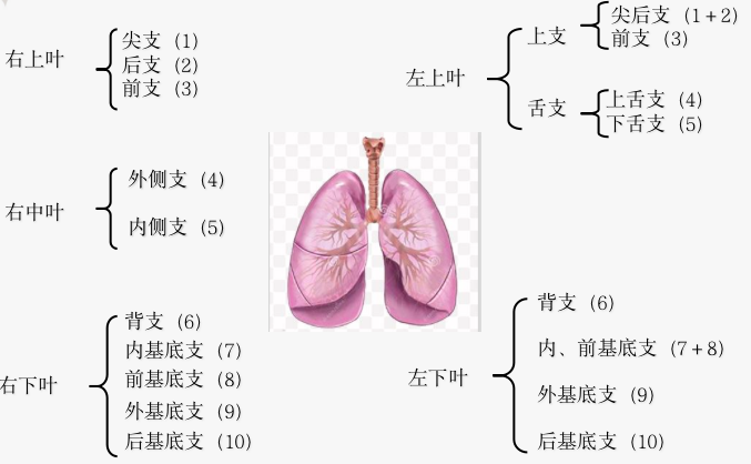 接着观察气管,支气管及其分支:包括气管,主支气管,叶支气管,段支气管