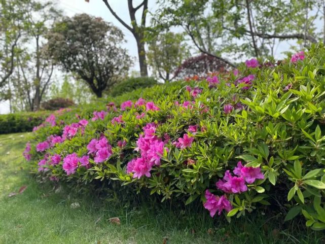 桂江路沿线种植了杜鹃新品种御代之荣,花期多在4月至5月初,为一类大叶