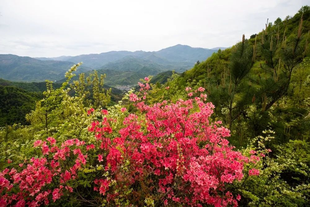 上虞这个山头被野杜鹃花包围了,还有红色故事发生在这里