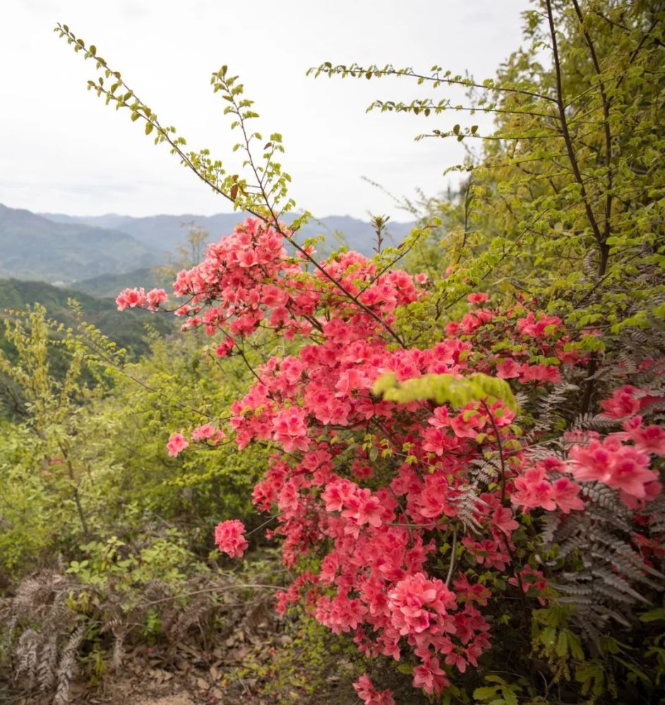 上虞这个山头被野杜鹃花包围了,还有红色故事发生在这里