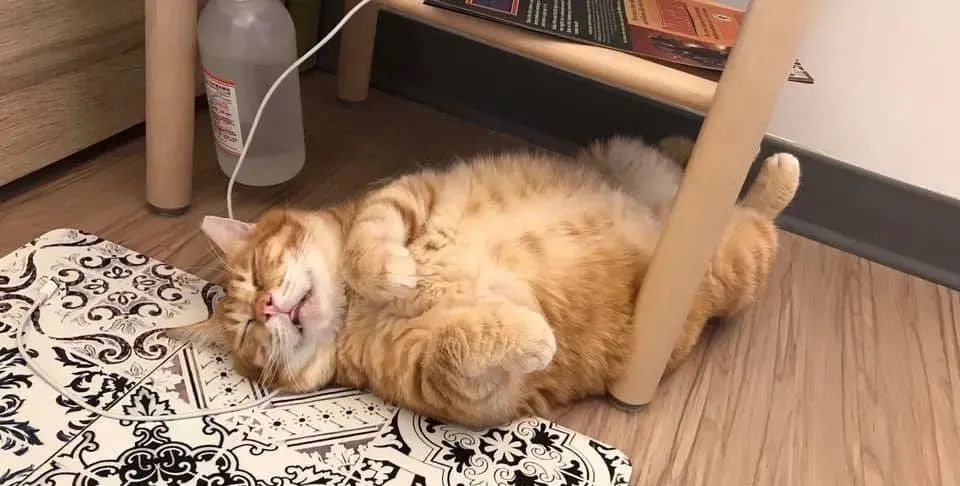 这只靠睡姿走红的橘猫,这就是睡神本神吧.