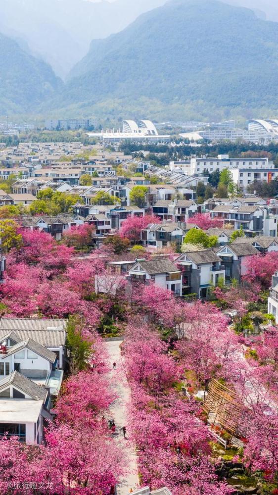 赏花的季节来云南,樱花开在大理都不一样的美,航拍看古城开粉花