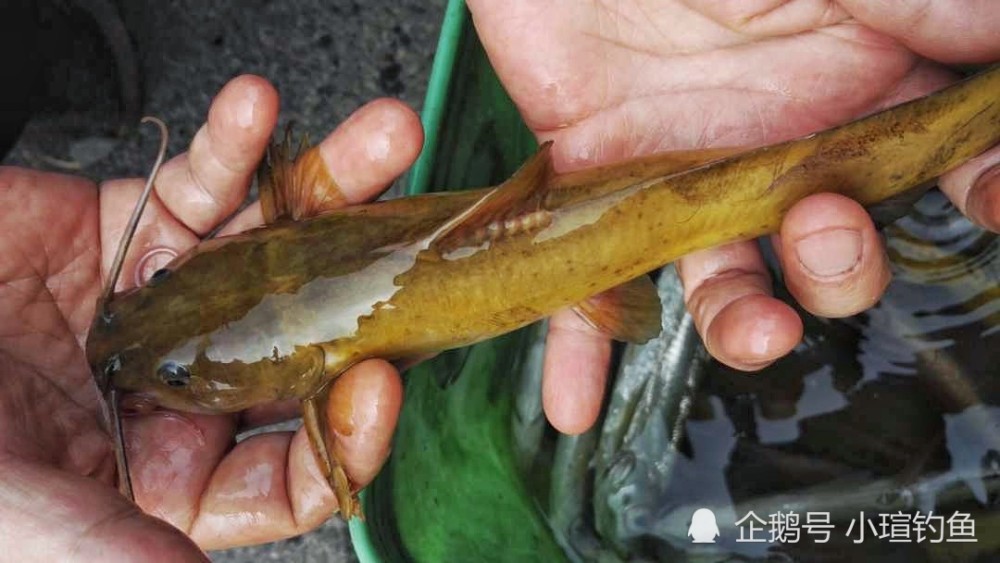 江西吉安的野河中发现罕见的牛尾巴鱼,为何极少有人钓