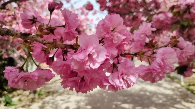 美到窒息!莱阳濯村樱花节开幕,现场盛况来袭