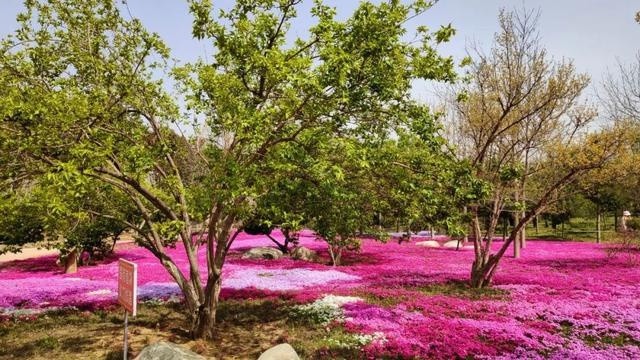 美到窒息!莱阳濯村樱花节开幕,现场盛况来袭