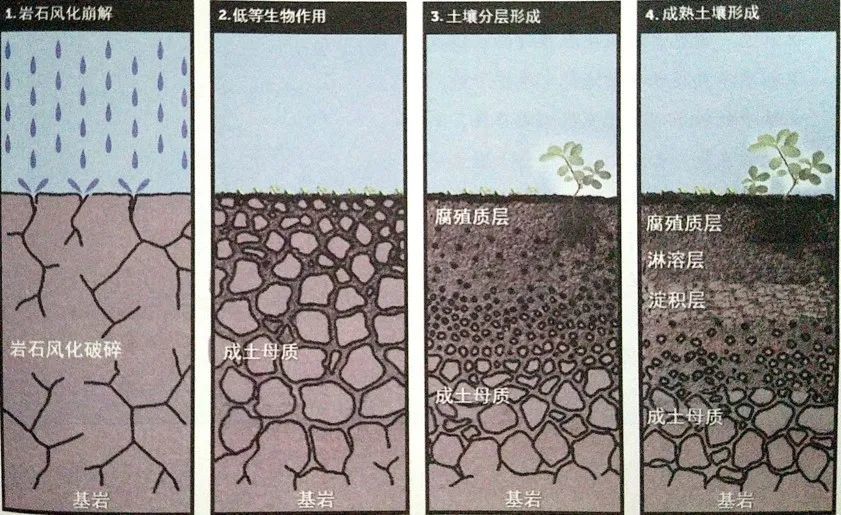 【专题复习】关于土壤的知识点整理