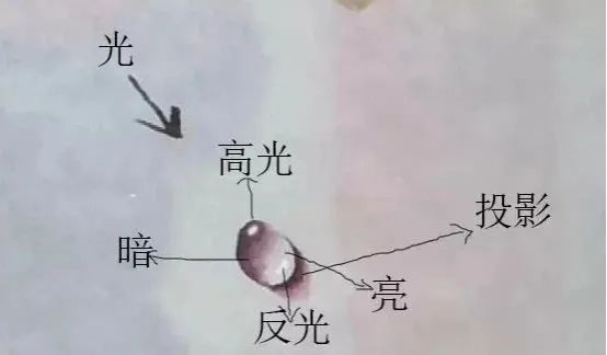 工笔画水珠技法 手把手一看就能学会