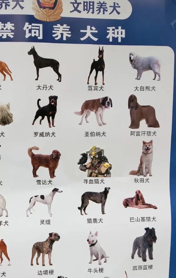 寻血猎犬也太过于凶猛了吧.