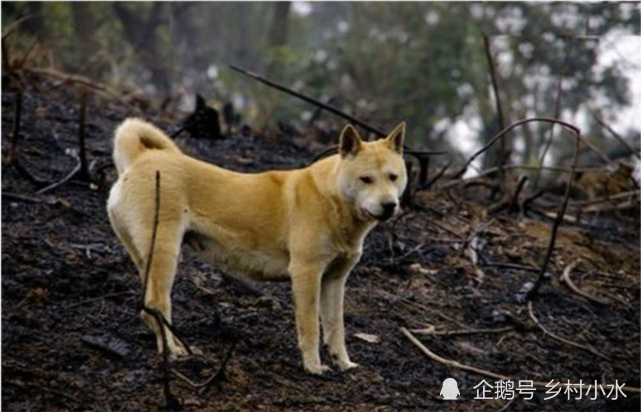 农村的土狗临死前为什么要找个地方躲起来?真的是怕主人担心吗?