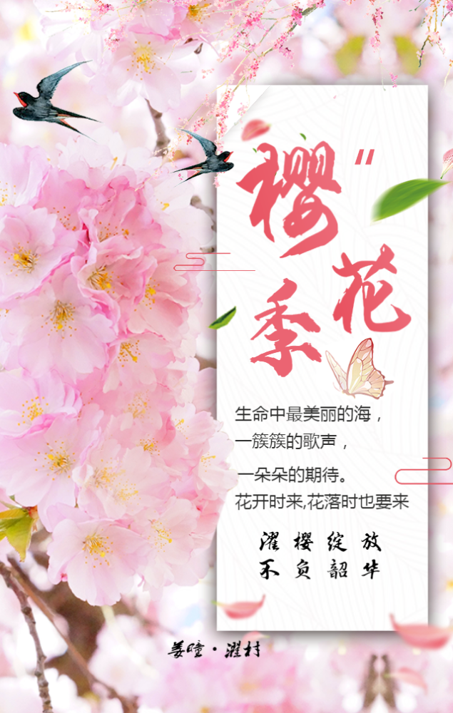 鲜美四季|莱阳濯村樱花节来了!邀您赴一场春暖花开的浪漫之约