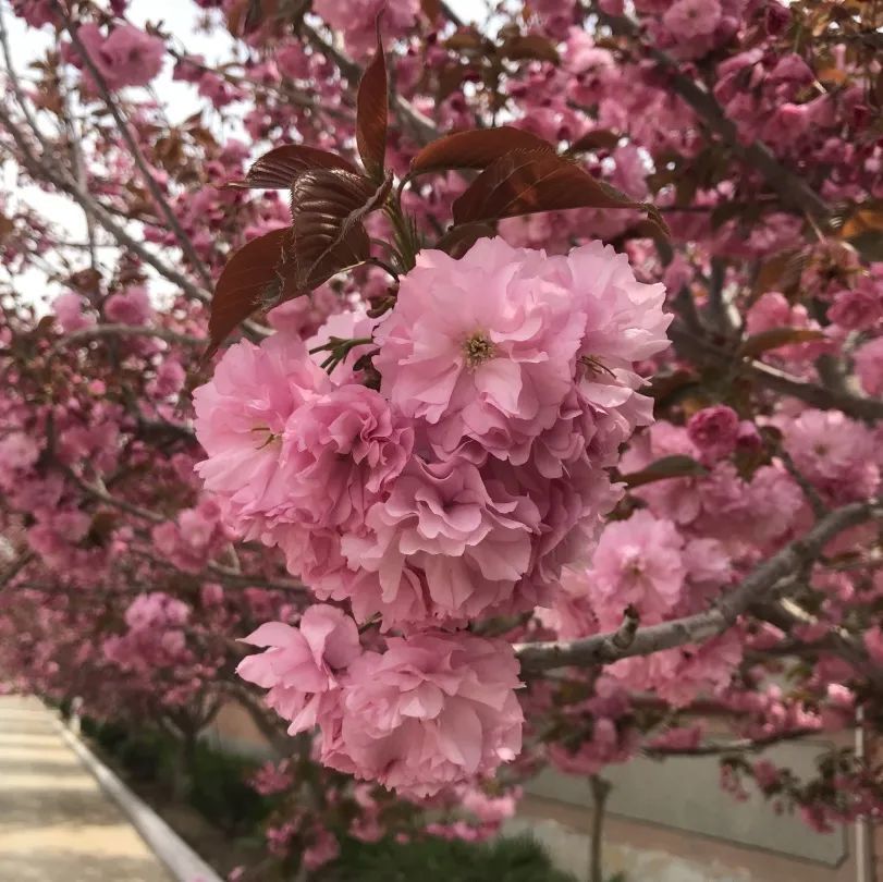 鲜美四季|莱阳濯村樱花节来了!邀您赴一场春暖花开的浪漫之约