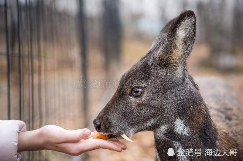 就獠牙的构造来说,獐的牙要比麝更加奇葩一些.