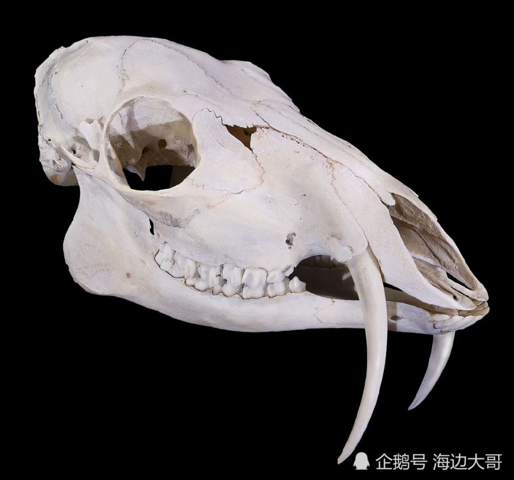 傻狍子和剑齿虎的獠牙作用一样吗?