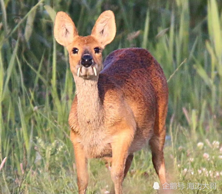 麝(moschus)和獐(hydropotes),两类拥有"剑齿"的食草动物,前者在