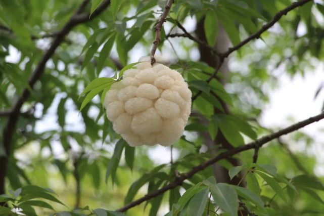 异木棉的果实成熟后,厚厚的外皮会自然脱落.