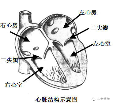 分别为左心房和右心房,楼下的房间称作心室,分别为左心室和右心室