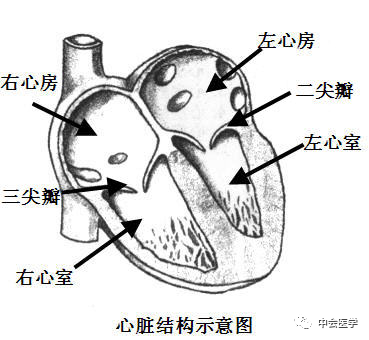 楼上的房间称做心房,分别为左心房和右心房,楼下的房间称作心室,分别