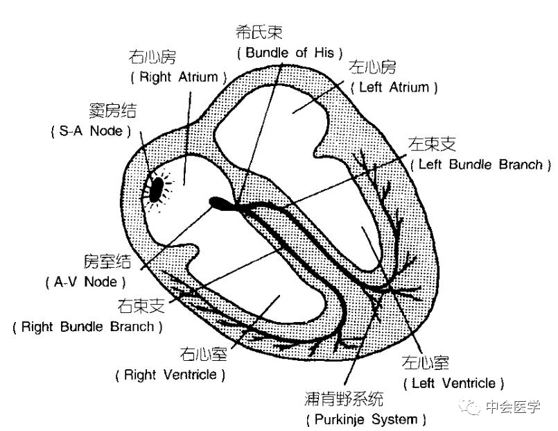 心电图超级学习法!