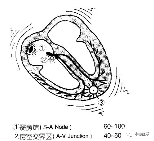 图1-4  心肌细胞的自律性