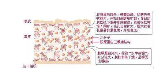光氧化 紫外线会损伤皮肤的表面层和真皮层,导致光老化,使皮肤出现