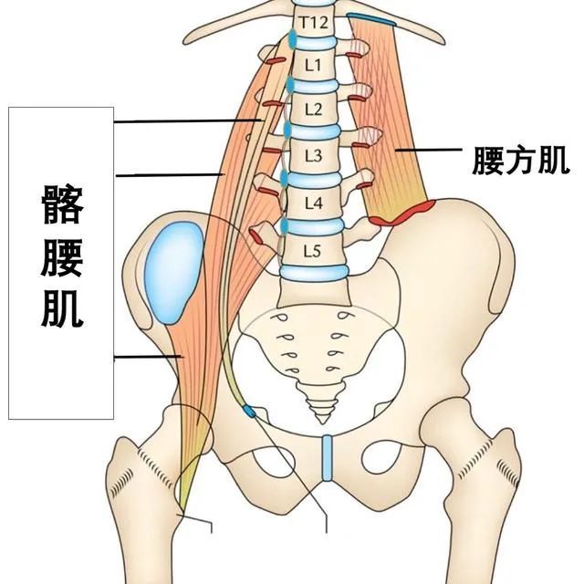 练瑜伽劈叉髋部摆不正是什么原因如何解决