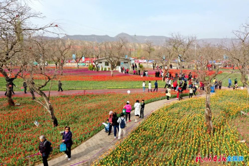 "郁"见美好!临夏州永靖县第二届郁金香旅游节开幕啦!快去打卡