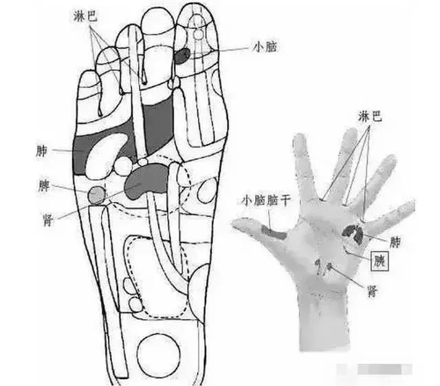 用好人体五大基础反射区想生病都难收了吧