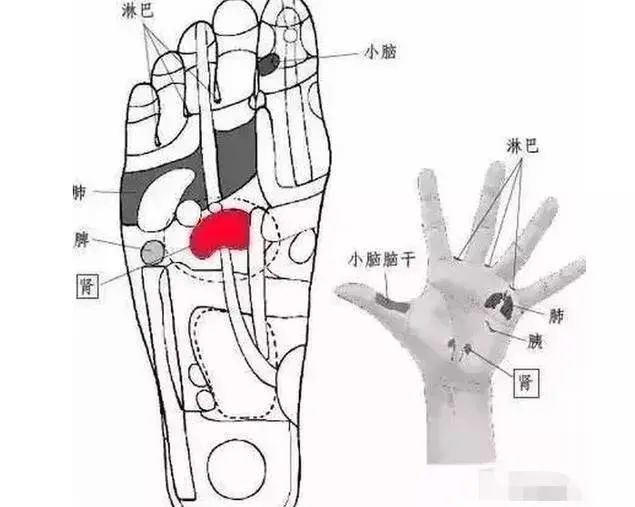 用好人体五大基础反射区想生病都难收了吧