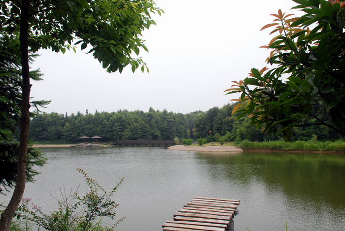 江西南昌象山森林公园迎来鹭鸟孵化高峰期低音号旅游