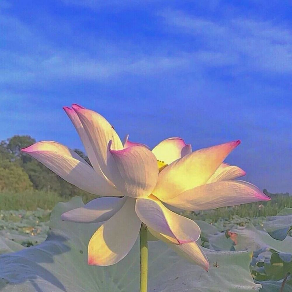 "好运莲莲|那朵莲花吸引了你"